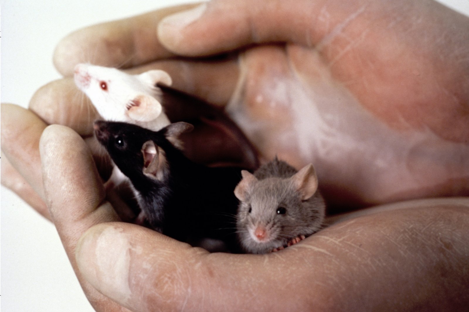 NIH technician holding three laboratory mouse strains used in research