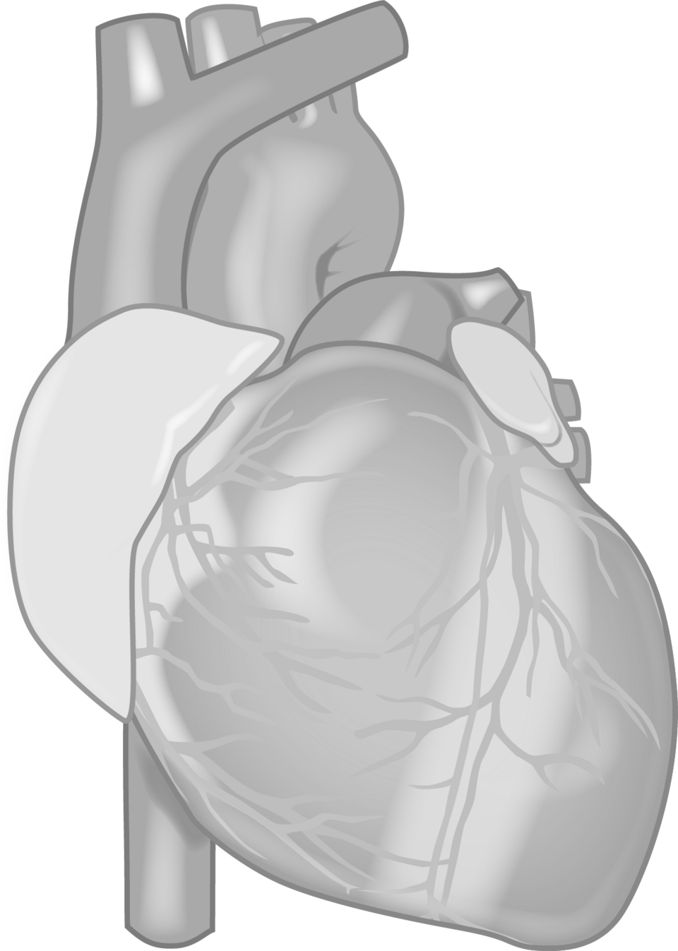 Public-domain medical illustration of the human heart